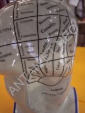 TETE PHRENOLOGIQUE - Phrenology Head - AM