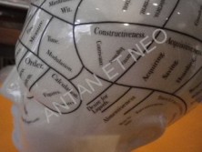 TETE PHRENOLOGIQUE - Phrenology Head - AM