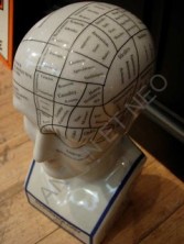 TETE PHRENOLOGIQUE - Phrenology Head - AM